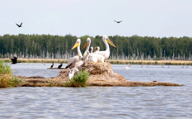 В Омской области разрушились Пеликаньи острова на озере Тенис