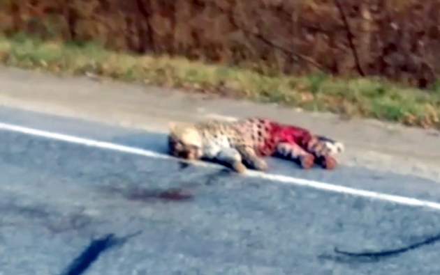 Дальневосточный леопард погиб в ДТП в Приморье