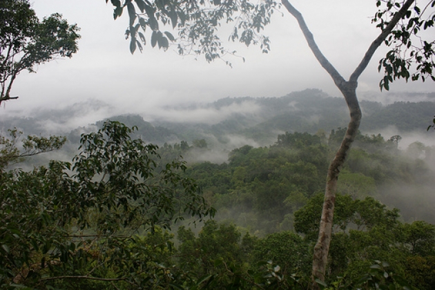 В Лаосе сложилась катастрофическая ситуация с вырубкой лесов