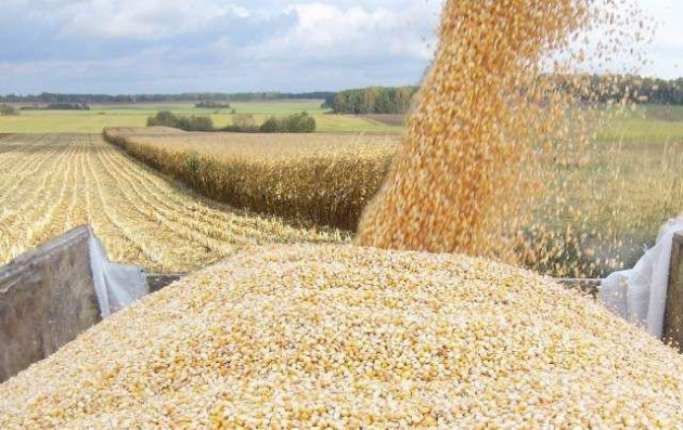 Мордовия лидирует по урожайности зерновых среди регионов ПФО
