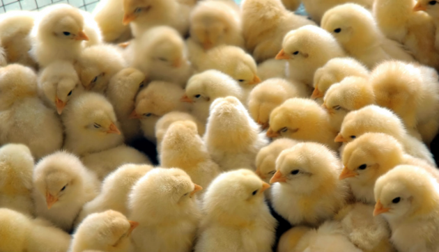 Аргентина: обанкротившаяся птицефабрика Cresta Roja продолжит свою работу