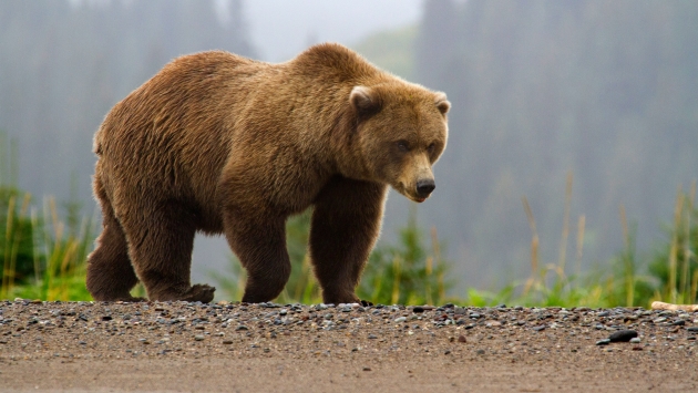 У русского медведя походка стала шаткой