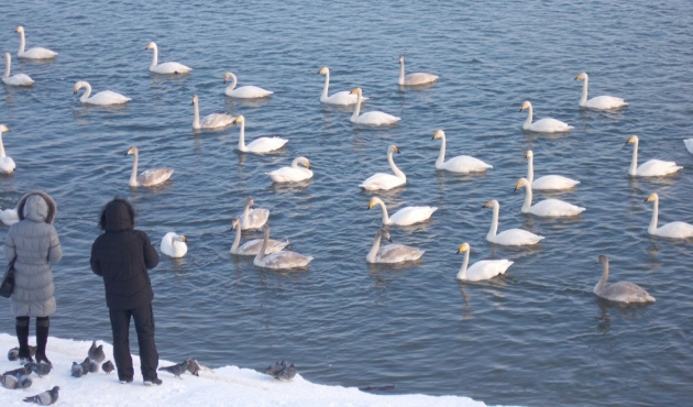 Лебеди-кликуны облюбовали для зимовки в Бийск
