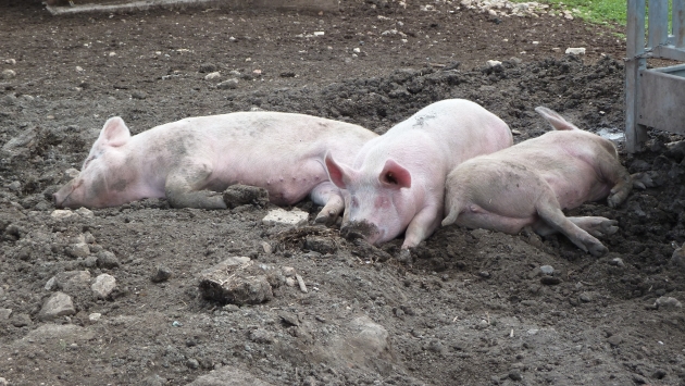 В Пензенской области подтверждена вспышка африканской чумы свиней