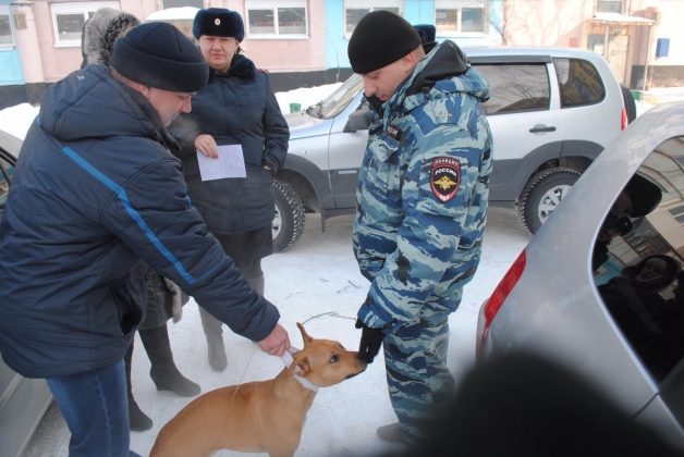Собака покусала нескольких учеников в одной из школ Заринска