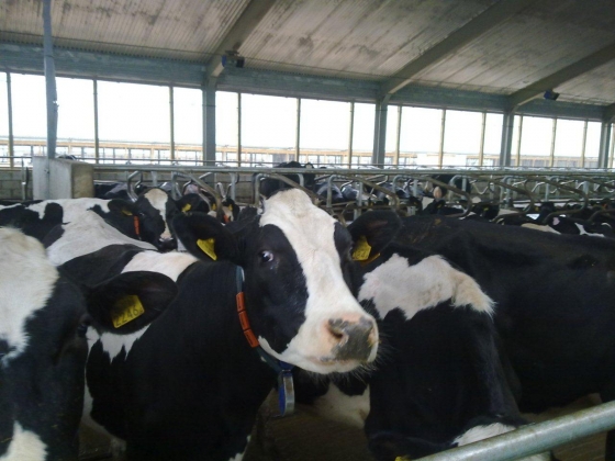 Ярославские власти попытаются спасти сельхозпроизводителя