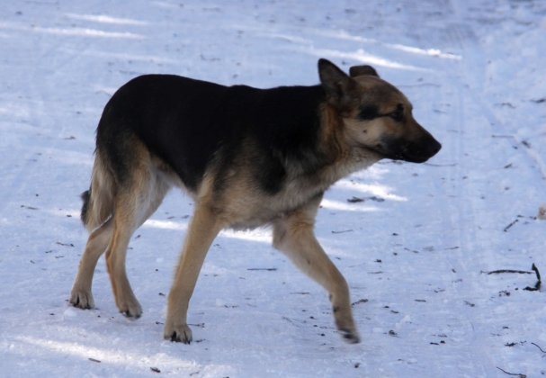В Воронеже бездомных собак предлагают ловить, чтобы отпускать