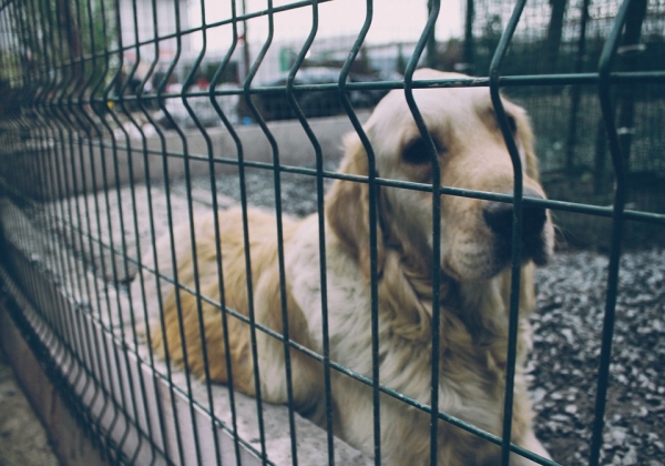 Во Владимире до конца года усыпят 1,2 тыс. собак за 1,6 млн рублей