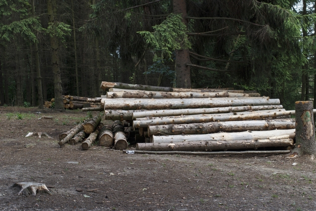 «Черные лесорубы» нанесли лесам Костромской области ущерб в 1,5 млн рублей