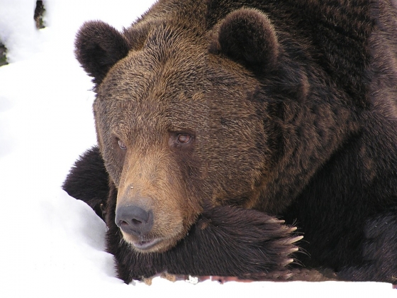 В Мурманской области начали просыпаться медведи