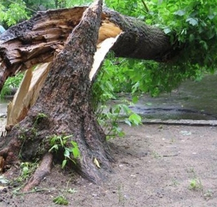 В Пензенской области на автомобиль упали два дерева: три человека погибли