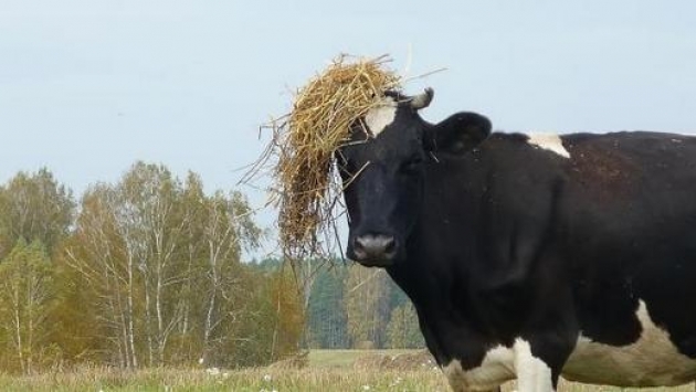 Калининградская область начала поставки племенного скота на рынок России