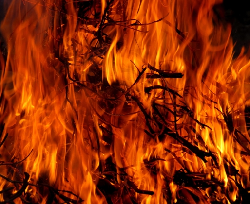 В Псковской области в 50 пожарах сгорели 62 гектара лесов