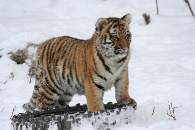 В Хабаровском крае на дороге обнаружили труп молодого тигра
