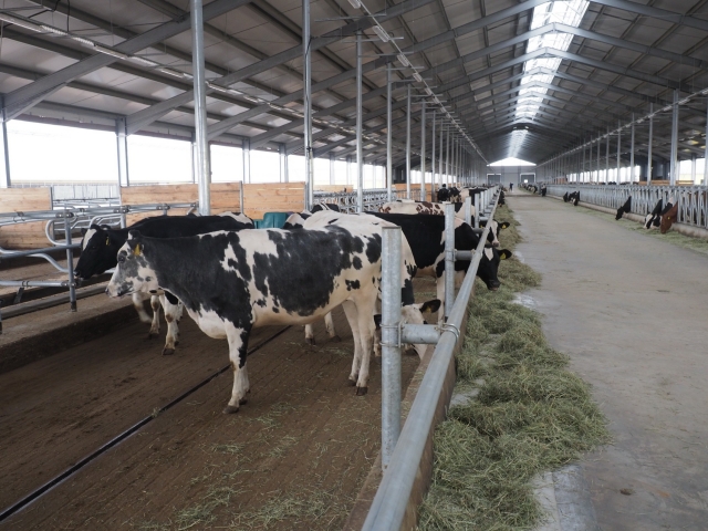 На животноводческую ферму ужу завезли 850 голов элитного скота из Нидерландов