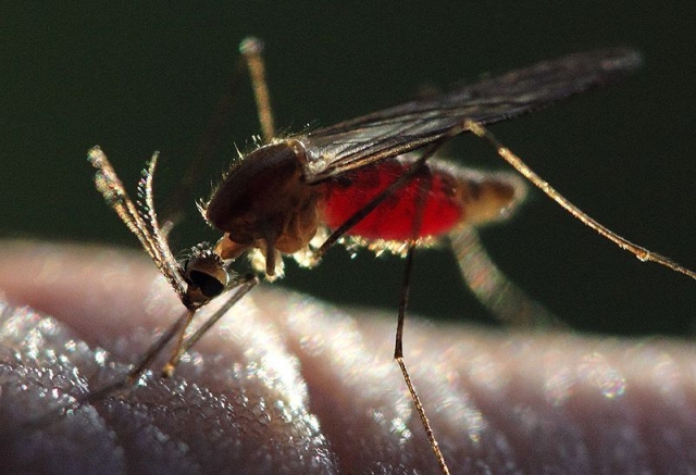 Малярийный комар 