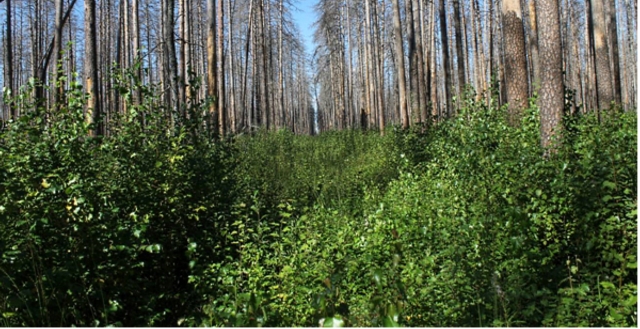 Заповедный лес в Мордовии спустя 6 лет после пожара