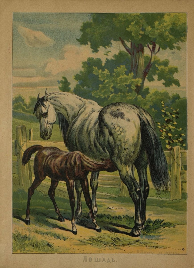 Скотный двор / изд. П. П. Щеглова.- Москва : типо-лит. И. Е. Ермакова, 1897.- 16 с