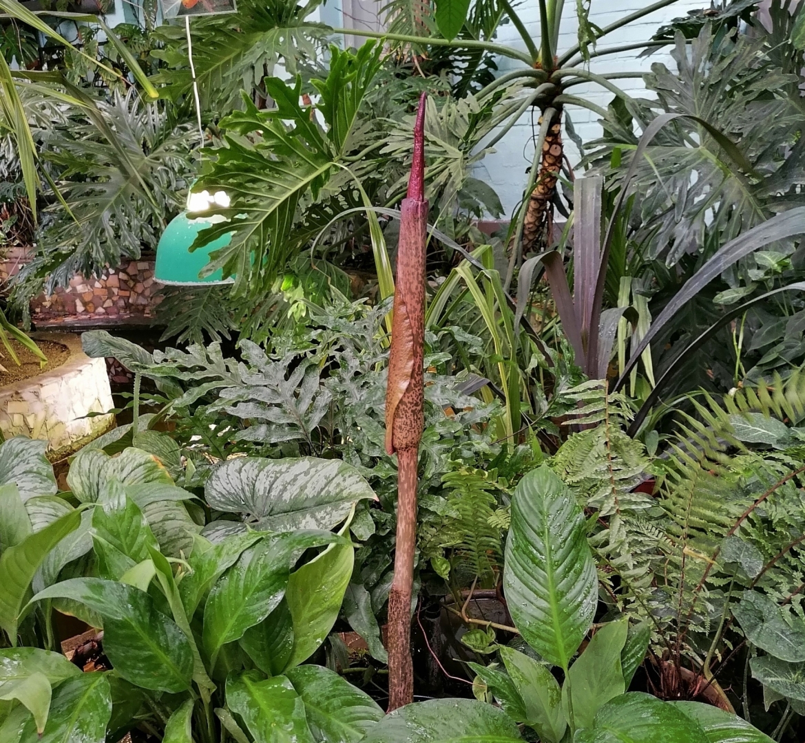 Цветок Пахнет Тухлым Мясом Название Фото – Telegraph