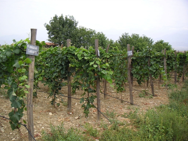 Виноградник в Кахетии