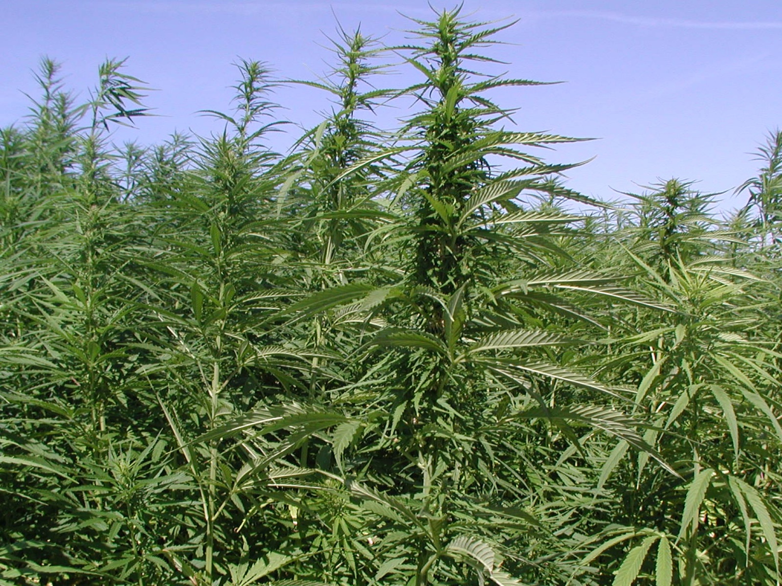 марихуана в крыму где растет