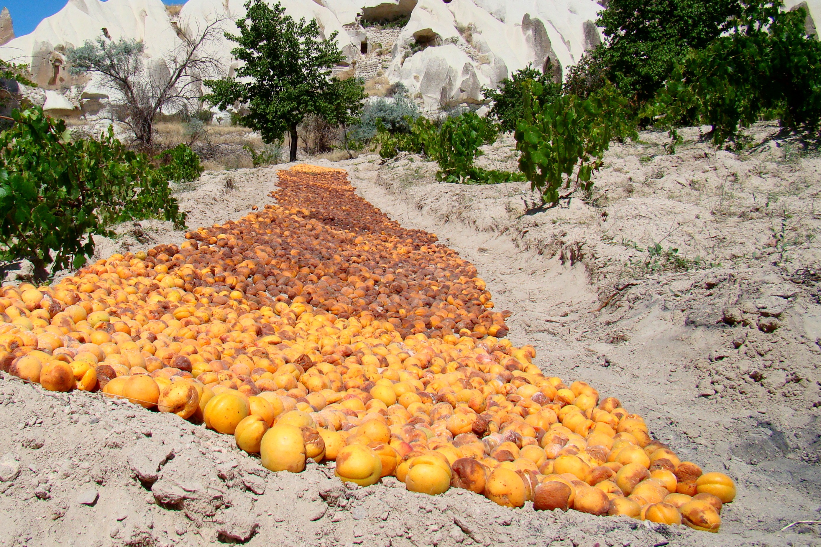 абрикосовый сад в армении
