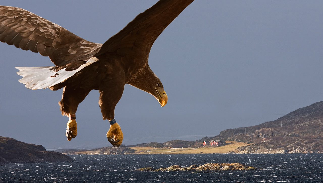 Полет орла над морем