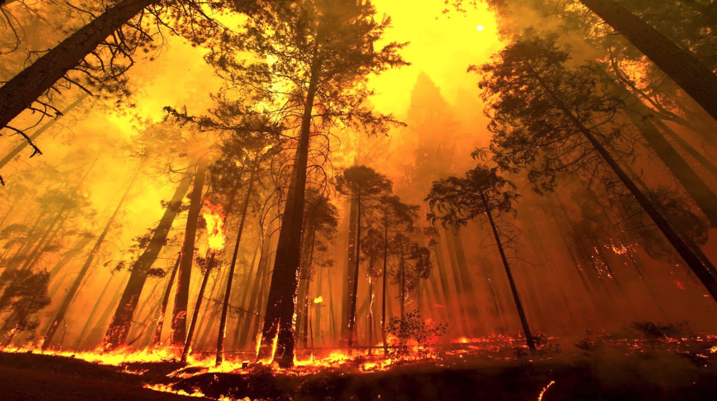 Сильный пожар уничтожил 250 га леса в Национальном парке Аргентины - ИА  REGNUM