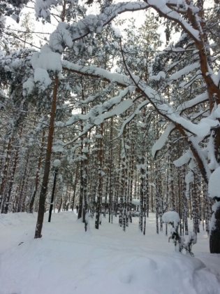 Русский лес ещё не знает, что он «вреден» для мировой спекулятивной экономики