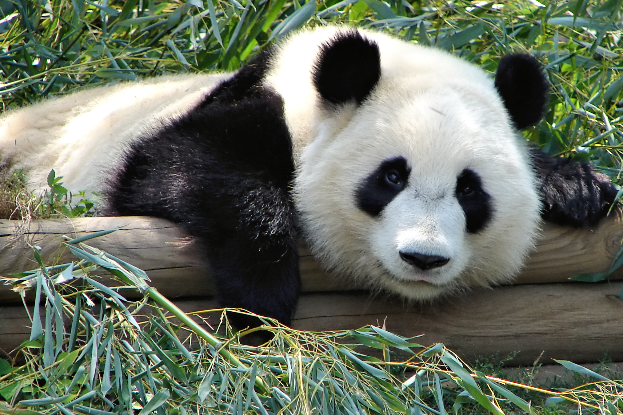 Панда обыкновенная