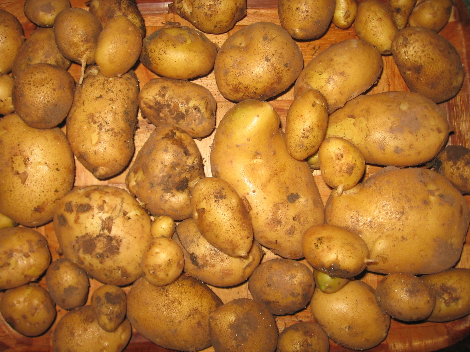 Мелкая картошка