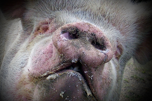 На Ставрополье запрещен ввоз свиней из регионов с африканской чумой