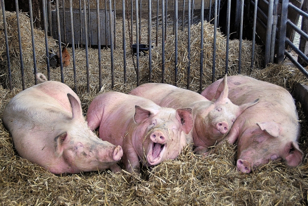 В трёх районах Новгородской области введён карантин по чуме свиней