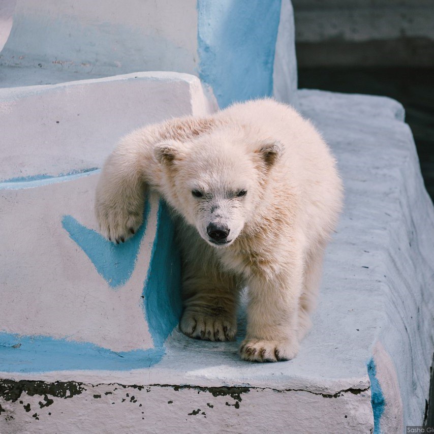 Какие животные есть в новосибирском зоопарке фото