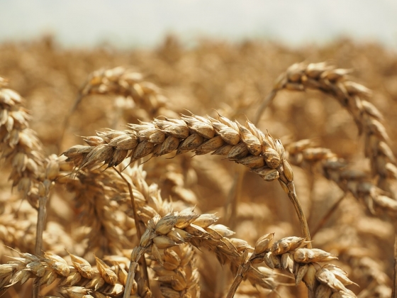 На Ставрополье урожай зерна превысил 5 млн тонн