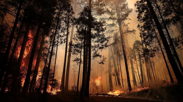 Более 2 тыс. га леса горит в Бурятии