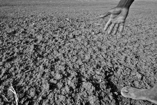 Засуха в Бурятии: урожай продолжает гибнуть