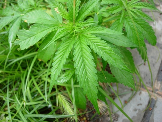 Канада легализовала выращивание медицинской марихуаны