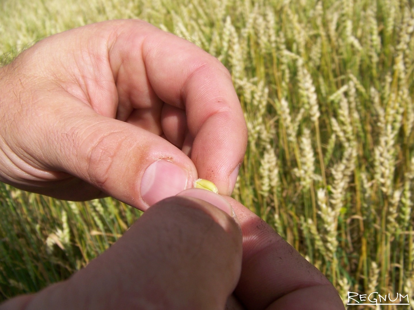Уборка зерновых в Алтайском крае. Качество пшеницы в Хабарском районе не слишком высоко из-за погодных условий