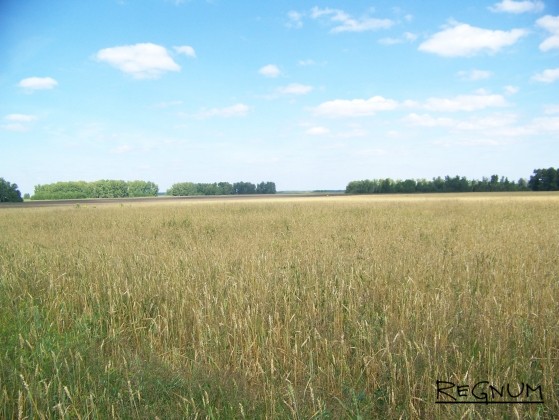 Зерновое поле фермера в Хабарском районе Алтайского края. Град не пощадил и его