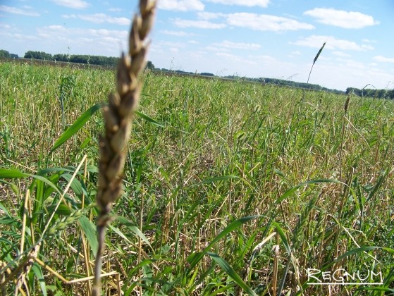 Один из немногих колосков пшеницы, оставшихся на поле фермера в Хабарском районе. Град выкосил почти все растения