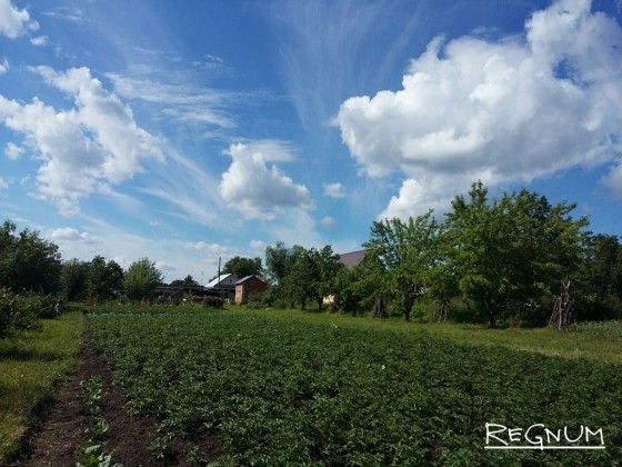 Урожайность зерновых в Чувашии выросла, картофеля и овощей — снизилась