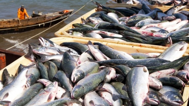Вылов мурманских рыбаков упал почти на 8%