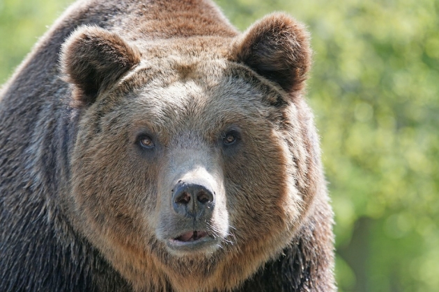 В Белогорске двое суток ловят огромного медведя