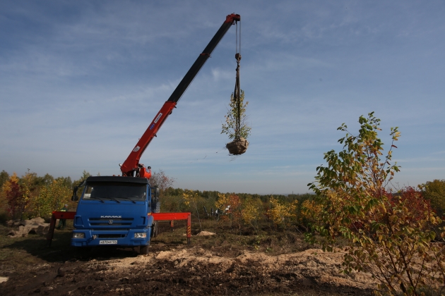 В Красноярске этой осенью высадят 2 тыс. деревьев