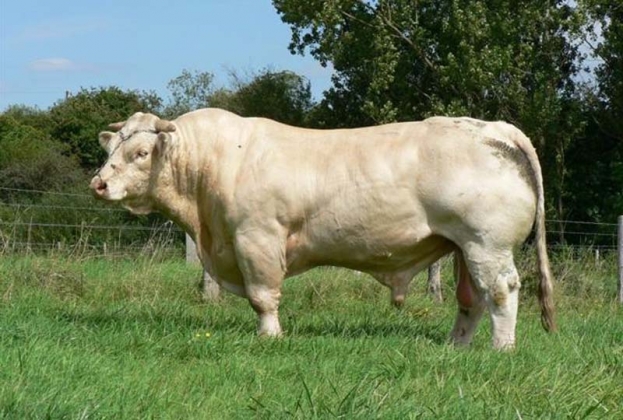 На Сахалин завезли самых больших коров в мире