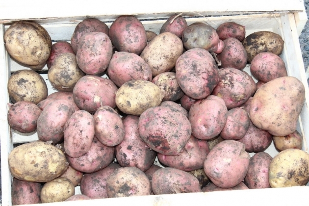Сбор картофеля в Чувашии упал почти втрое