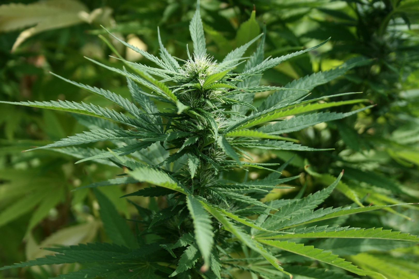 Наказание за выращивание марихуаны нижегородская конопля