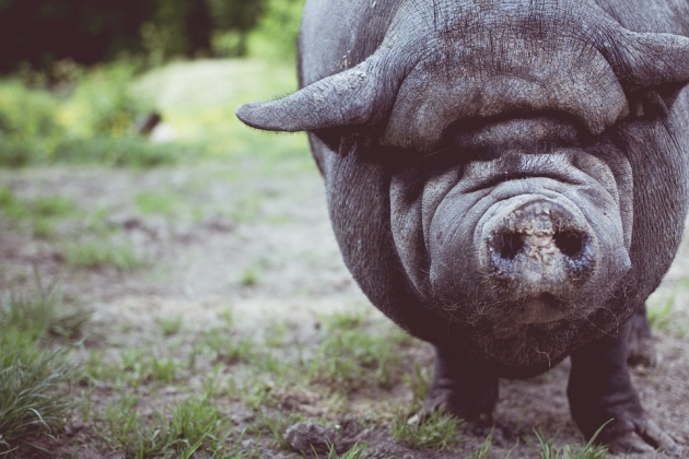 Чума свиней: В Кабардино-Балкарии под нож отправят почти 10 тыс. голов