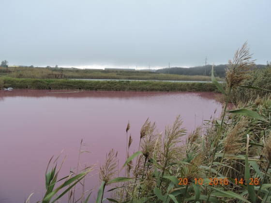 Жителей Ставрополя взволновало появление розового озера